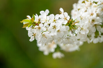 Close Up of a fully blooming cherry tree with beatiful white flowers and lots of bees and other polinators