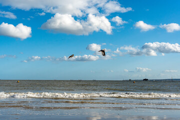 seagulls flying over the beach
