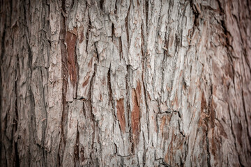 Bark pattern is seamless texture from tree. For background wood work, Bark of brown hardwood, thick bark hardwood, residential house wood. nature, trunk, tree, bark, hardwood, 