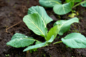 cabbage growing planting hands working in the garden