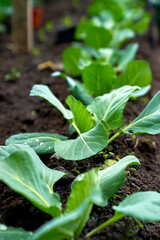 cabbage growing planting hands working in the garden