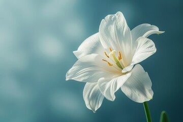 Fototapeta premium A single white flower against a bright, clean background, symbolizing purity and simplicity