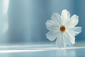 A single white flower against a bright, clean background, symbolizing purity and simplicity
