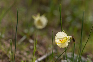 Narcissus romieuxii, daffodil, yellow bell-shaped flower