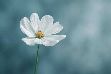 A single white flower against a bright, clean background, symbolizing purity and simplicity