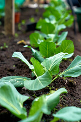 cabbage growing planting hands working in the garden