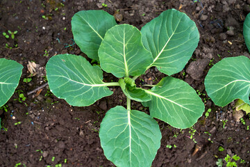 cabbage growing planting hands working in the garden