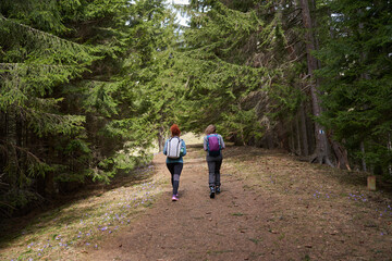 Fototapeta premium Women hikers with backpacks in the mountains