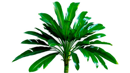 Palm leafy green freshness
