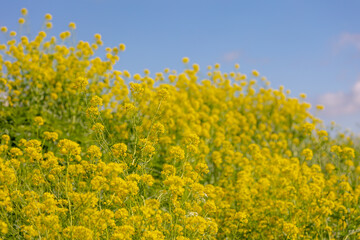 Selective focus of golden yellow flowers with blue clear sky, Rapeseed also known as Oilseed rape,...