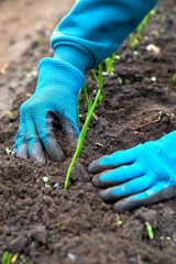 spring onions working hands planting