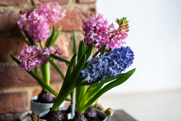 Concept of home spring gardening indoors. Beautiful pink and purple hyacinth bulbous flowers in ceramic or metal pots on the windowsill in the kitchen. Leisure, hobby, recreation. Earth day