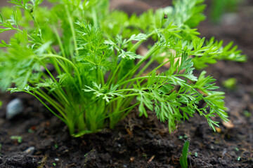 baby carrots growing spring season 