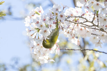 桜の枝にとまるメジロ