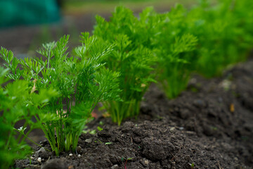 baby carrots growing spring season 