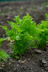 baby carrots growing spring season 