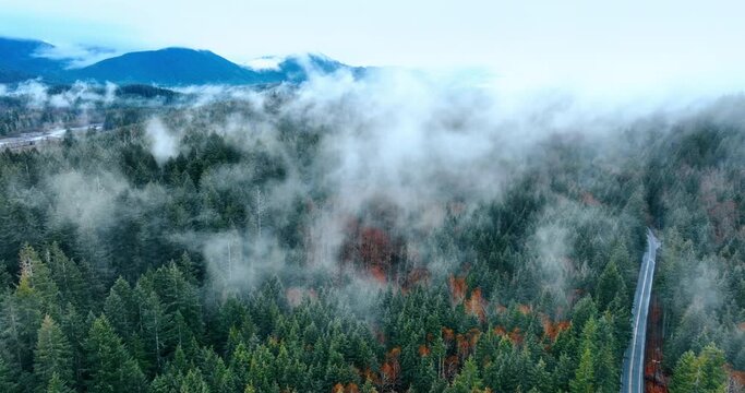 Pine-tree forest covering the mountains in Mount Rainer national Park, Washington State, the USA. Drone footage above the woods covered with fog.