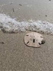 sand dollar in the sand