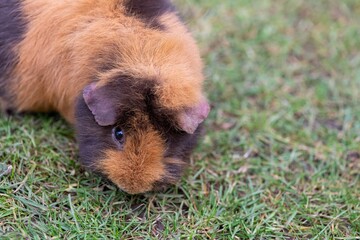 Close up of a Guinea pig (cavia porcellus)