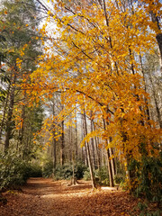autumn in the forest