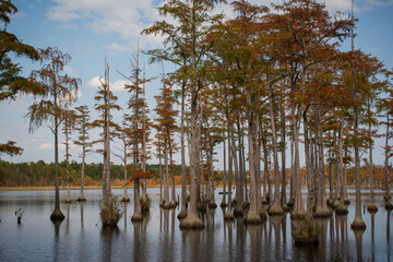 trees on the lake