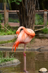 flamingo in the zoo