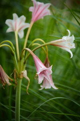 pink lily in the garden