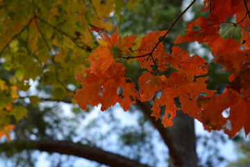 autumn leaves in the sun