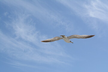 seagull in flight