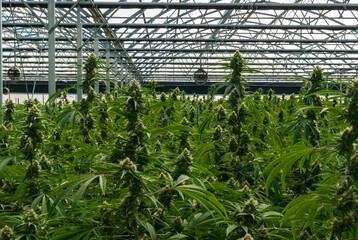 Cannabis Canopy in Green House