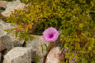 flowers on the rocks