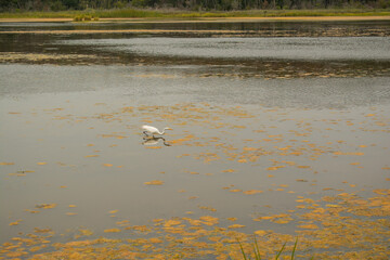 bird in water