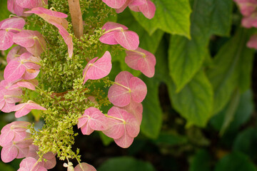pink and white flowers