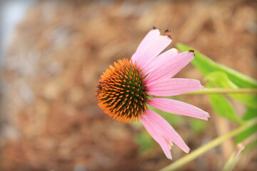 close up of pink flower