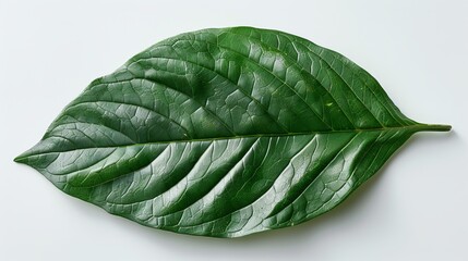 On a white background, a close-up image of a juicy green plantain leaf is shown - obrazy, fototapety, plakaty