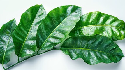 The green juicy leaf of a plantain isolated on a white background - obrazy, fototapety, plakaty