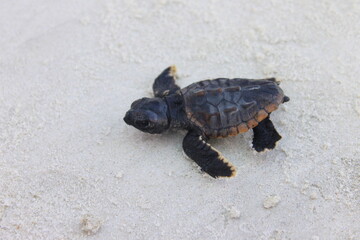 turtle on the sand