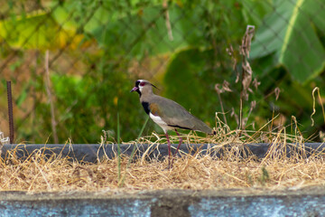 Alcaraván
Vanellus chilensis
Southern Lapwing in venezuela