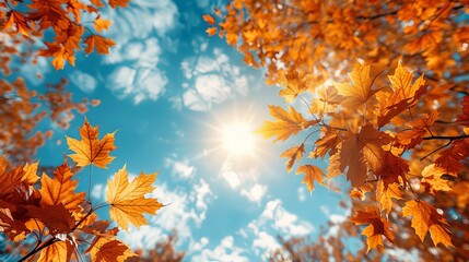 An oak tree looks up at golden autumn leaves flooded with bright sunny colors against a blue sky