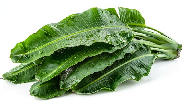 On a white background, a green juicy plantain leaf is isolated