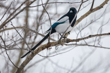 One magpie sitting in a bare tree in the winter