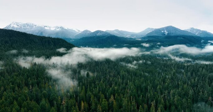 Valley and mountains covered with pine tree forests in Mount Rainer national Park, Washington State, the USA. Clouds of fog hanging above the woods. Top view.