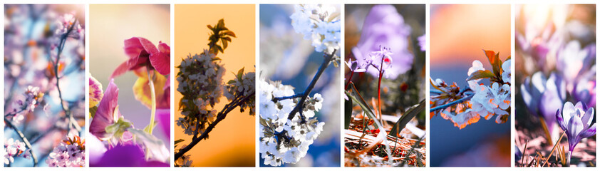 wonderful collage from 7 image  of blooming flowers and trees at springtime..exclusive - this image...