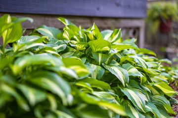 Hostas Asparagaceae Plantain lilies in Plant Bed