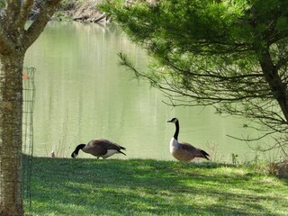 Canadian Goose near the shore 