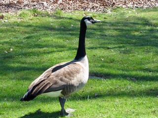 goose on the grass