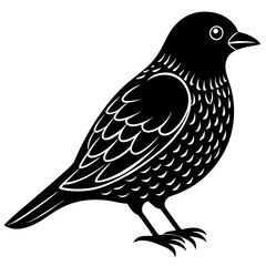 bird on a white background