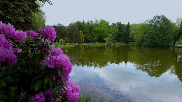blooming pink rhododendron bush in natural park. zoo park in Chorzow, Poland. natural sound