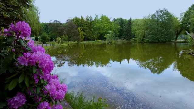 blooming pink rhododendron bush on shore of pond. natural sound
