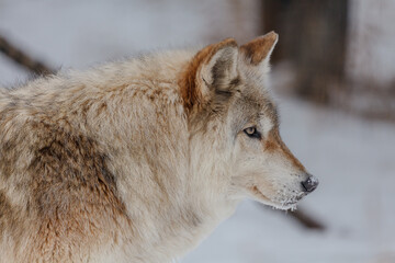 Side profile of high content wolf dog